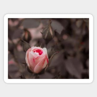 Macro Pinky Rose Sticker